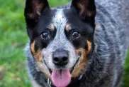 Close-up portrait of Australian Cattle Dog, a breed known for good general health.