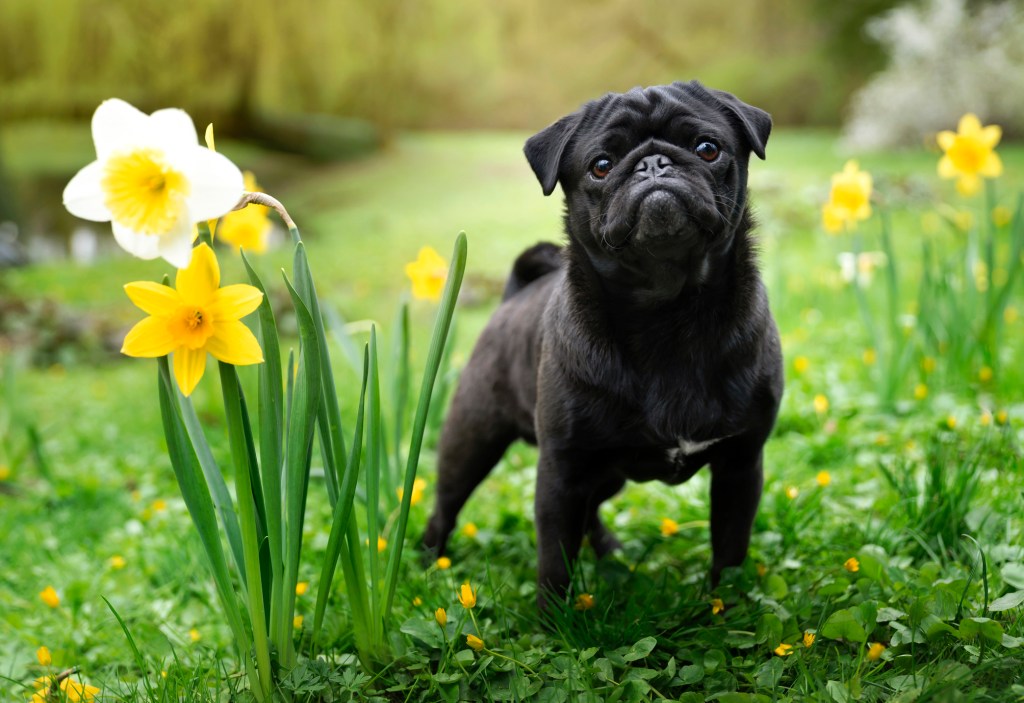 A black Pug stands next to flowering daffodils. Outdoor photo