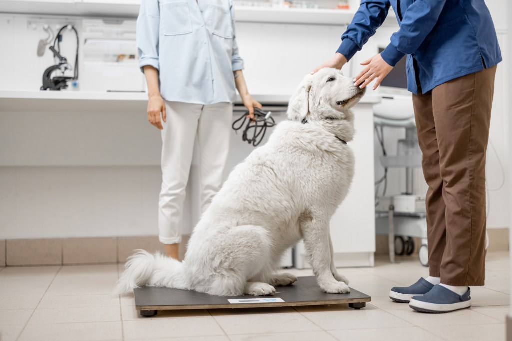 Big white dog sitting on the veterinarian scales while doctor inspects the dog and owner behind the dog.