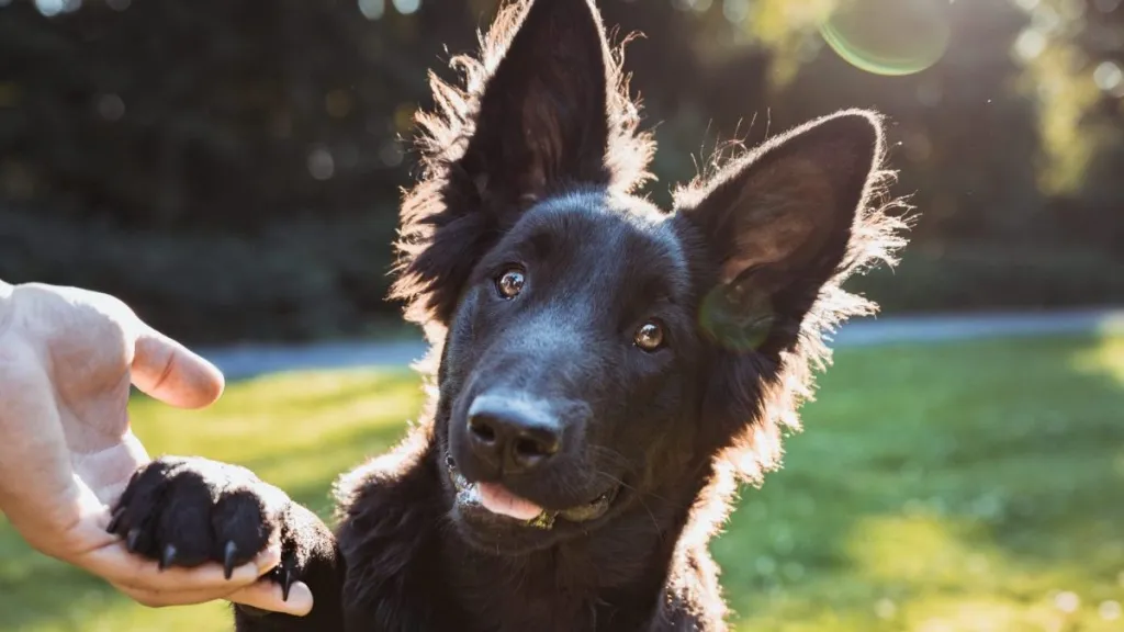 Young Belgian Shepherd dog, a highly intelligent breed, giving paw to his owner in a city park looking into the camera