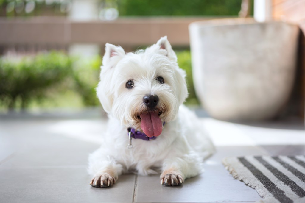 Smiling West Highland White Terrier, also known as the Westie. This breed faces a high cancer risk.