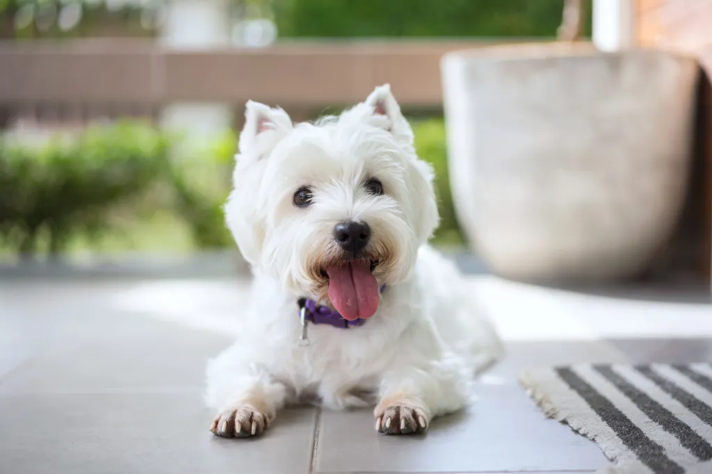 Smiling West Highland White Terrier, also known as the Westie. This breed faces a high cancer risk.