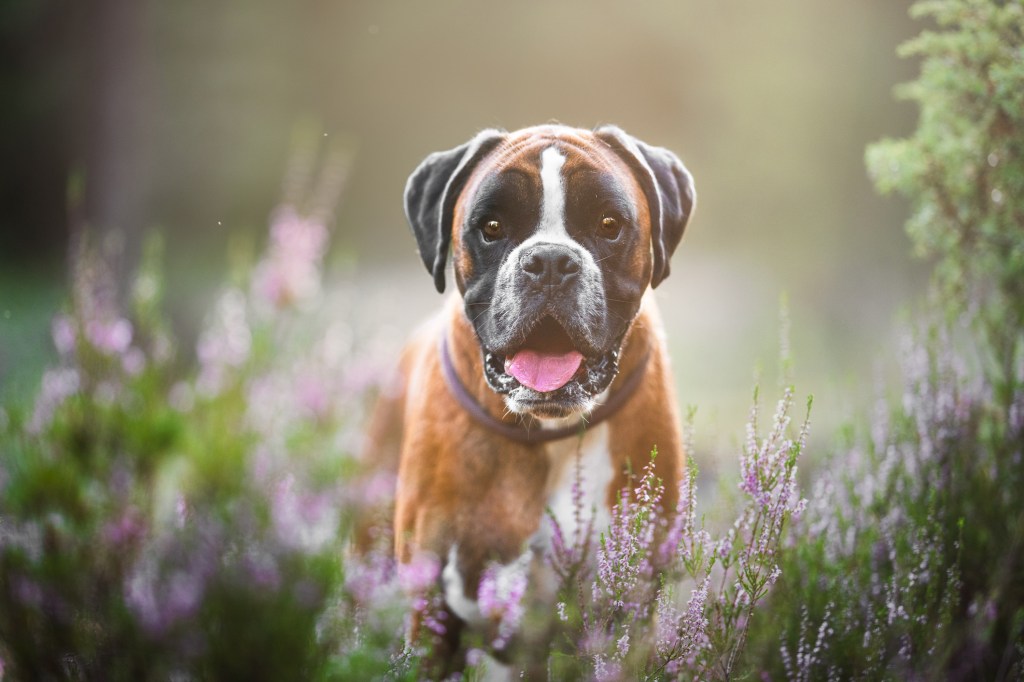 Boxer dog on a walk in the forest, Hakadal, Norway.