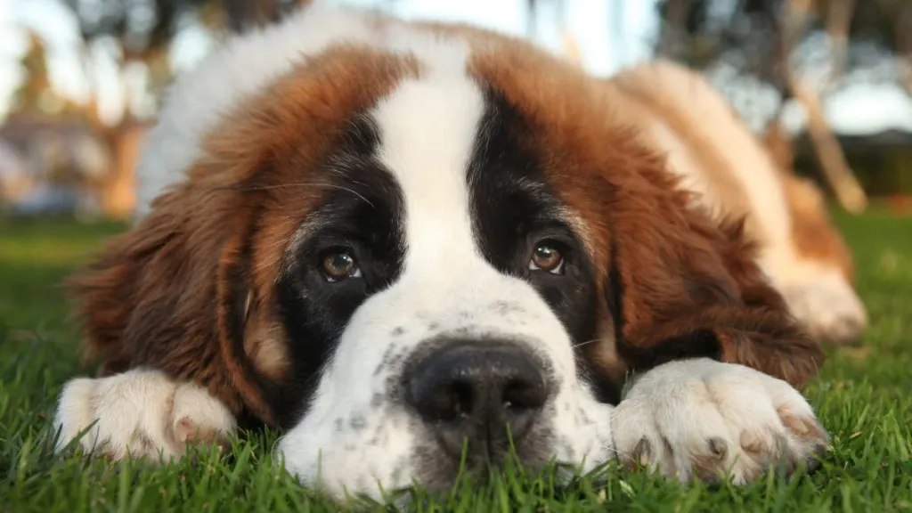 Adorable Saint Bernard Purebred Puppy, one of the top breed with the shortest lifespans
