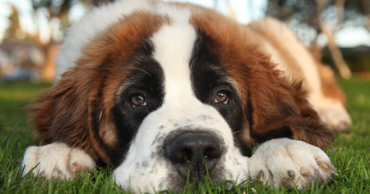Adorable Saint Bernard Purebred Puppy, one of the top breed with the shortest lifespans
