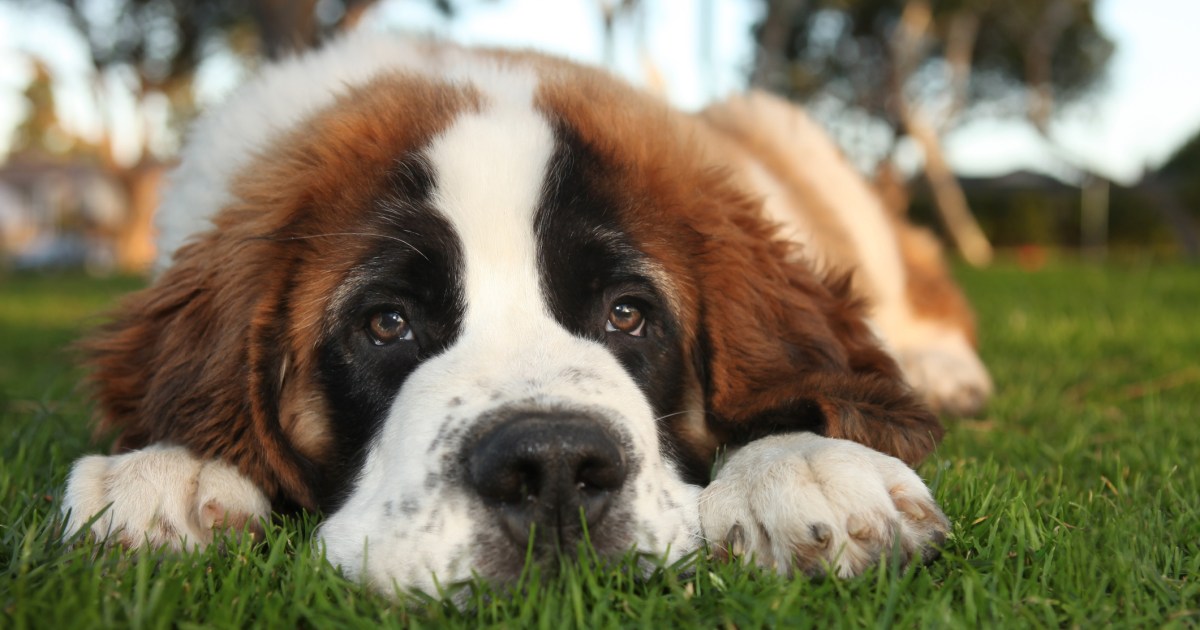 10 Dog Breeds With Short Lifespans