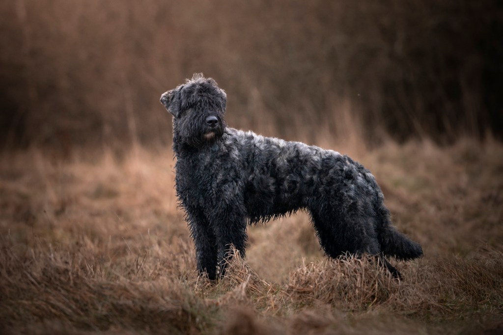 Portrait of a Flemish Shepherd Dog. Bouvier des Flandres stands in a meadow. Outdoor photo