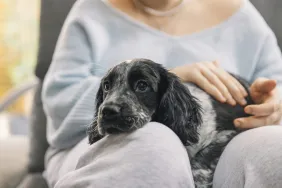 A Cocker Spaniel dog resting on a woman's lap similar to the stolen dog in Leeds who got reunited with her owners after two weeks.