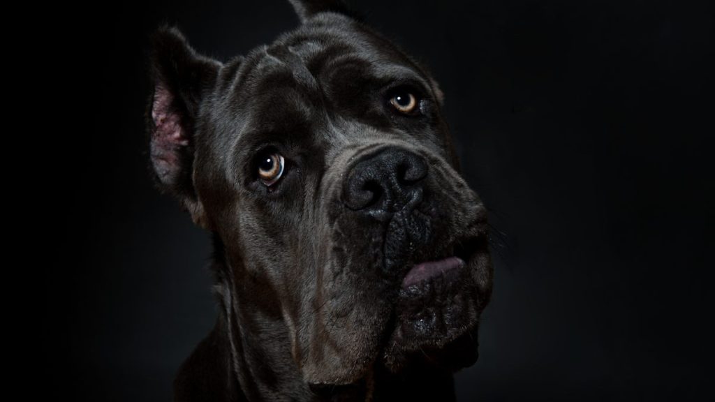 Studio shot of a purebred Cane Corso on black background. The OFA suggests several Cane Corso health screenings.
