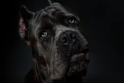 Studio shot of a purebred Cane Corso on black background. The OFA suggests several Cane Corso health screenings.