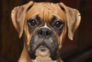 A closeup photo of a Boxer, a breed with high intensity.