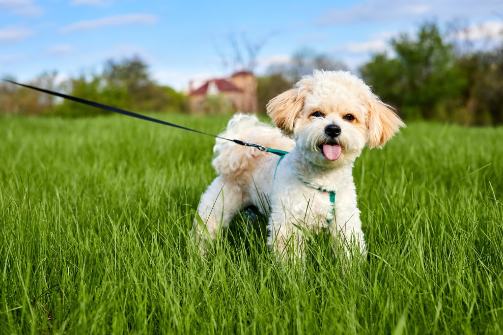 A Maltipoo puppy is walking in green grass and the blue sky background.