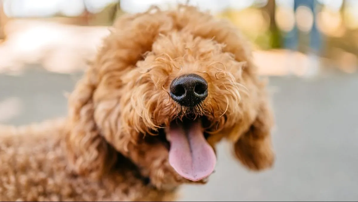 Medium size best sale doodle breeds