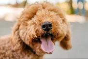Cute close-up photo of a Labradoodle, a popular Poodle mix, in the public park on a sunny summer day.