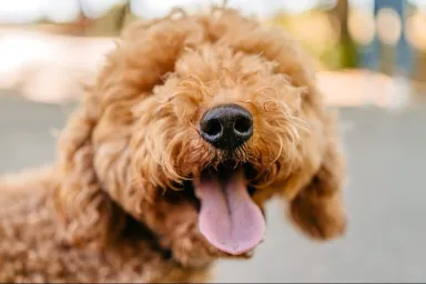 Cute close-up photo of a Labradoodle, a popular Poodle mix, in the public park on a sunny summer day.