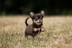 A happy Chihuahua puppy running in the field, like the smiling puppy in the viral TikTok video