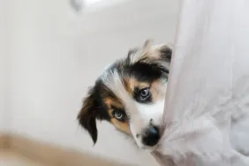 dog with social anxiety hiding behind a curtain peeking out