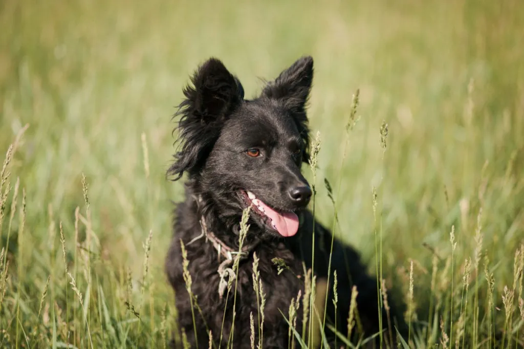 Croatian Sheepdog sitting in a field of tall grass.