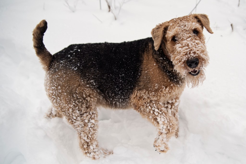 A young Airedale Terrier playing in the snow.