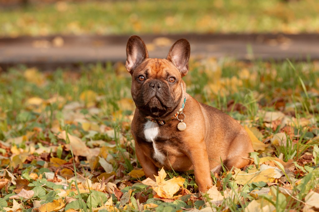 French Bulldog breed dog on a walk in autumn