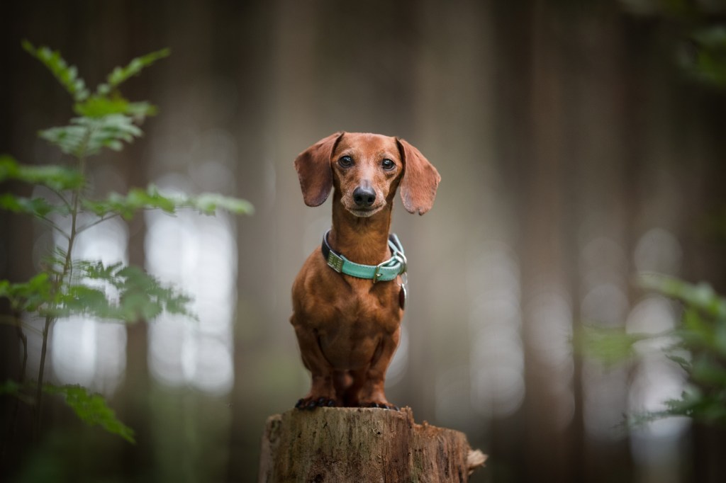 Brown Dachshund with a turquoise collar standing on a tree stump.