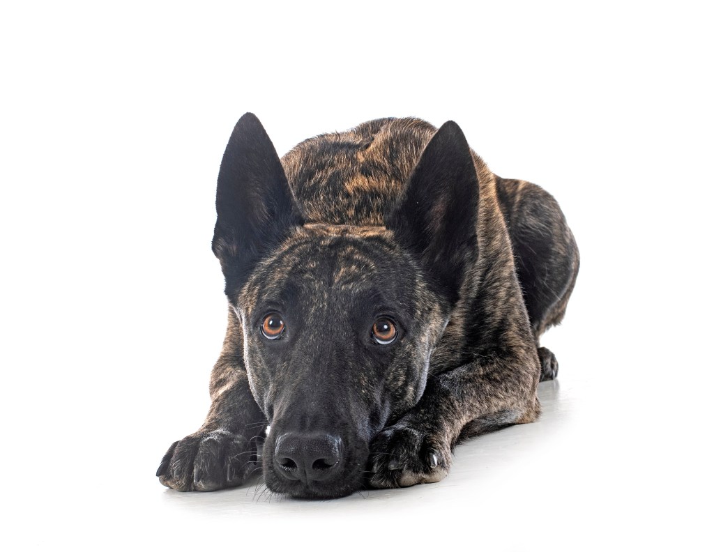 A young Dutch Shepherd.