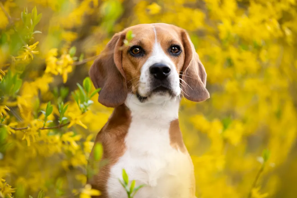 The Beagle dog, a breed with a high cancer risk, sits among the blooming forsythia flowers. Outdoor photo photo