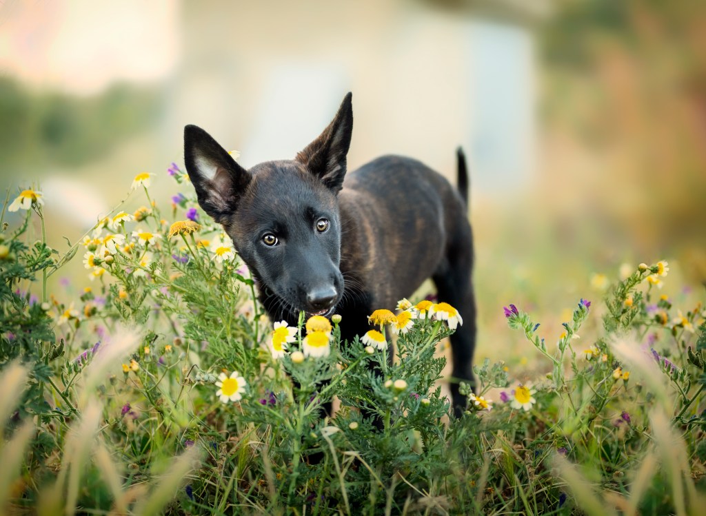 A Dutch Shepherd puppy, chewing on a yellow flower.