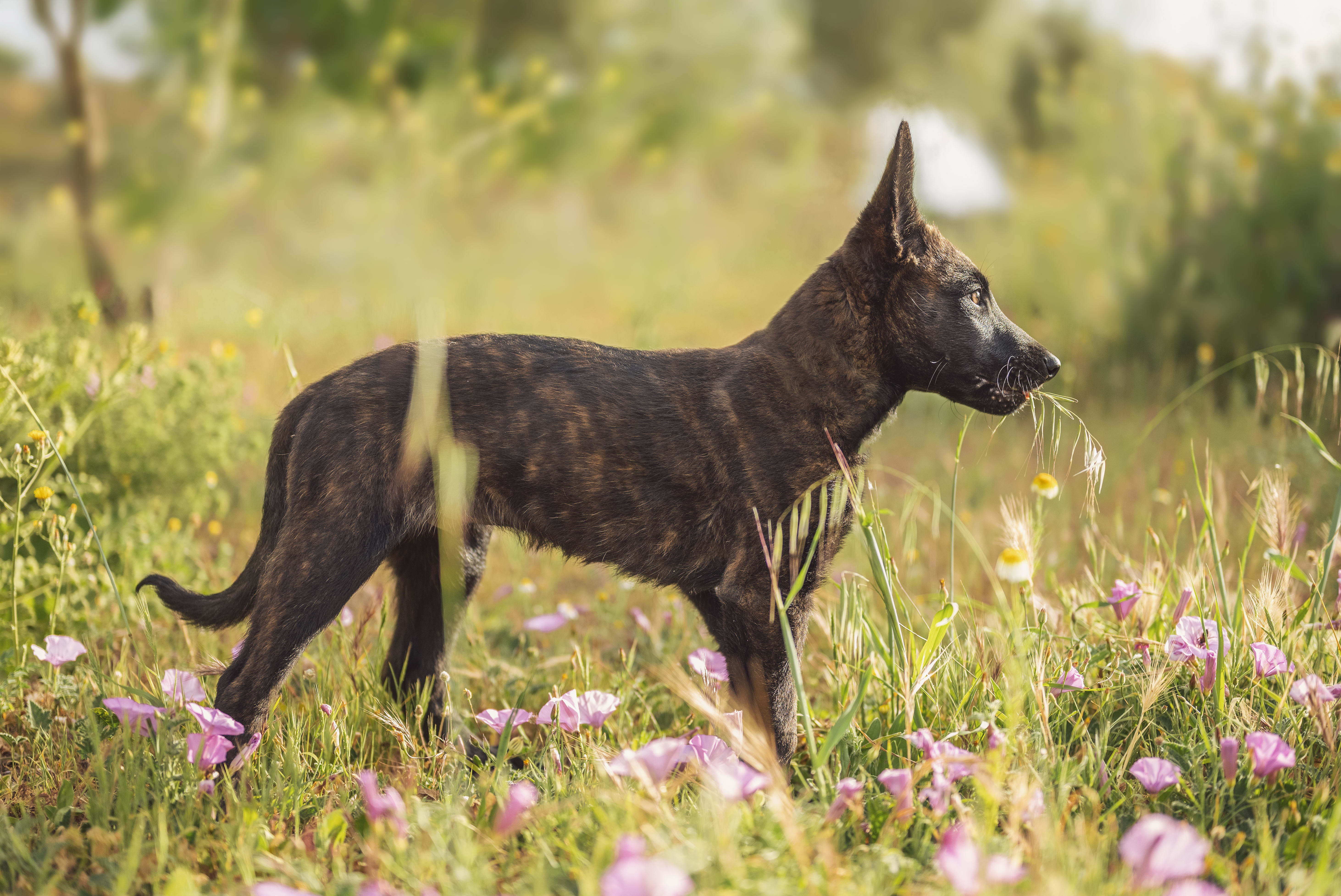 Dutch shepherd sales short hair puppy