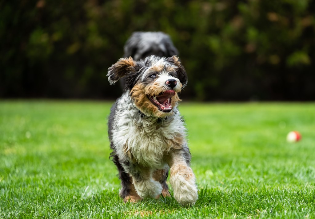 A cheerful Bernedoodle, a popular Poodle mix, is running with its mouth wide open, enjoying the moment