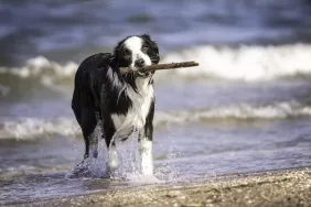 A wet Border Collie on a beach, like the viral dog trick video on TikTok.