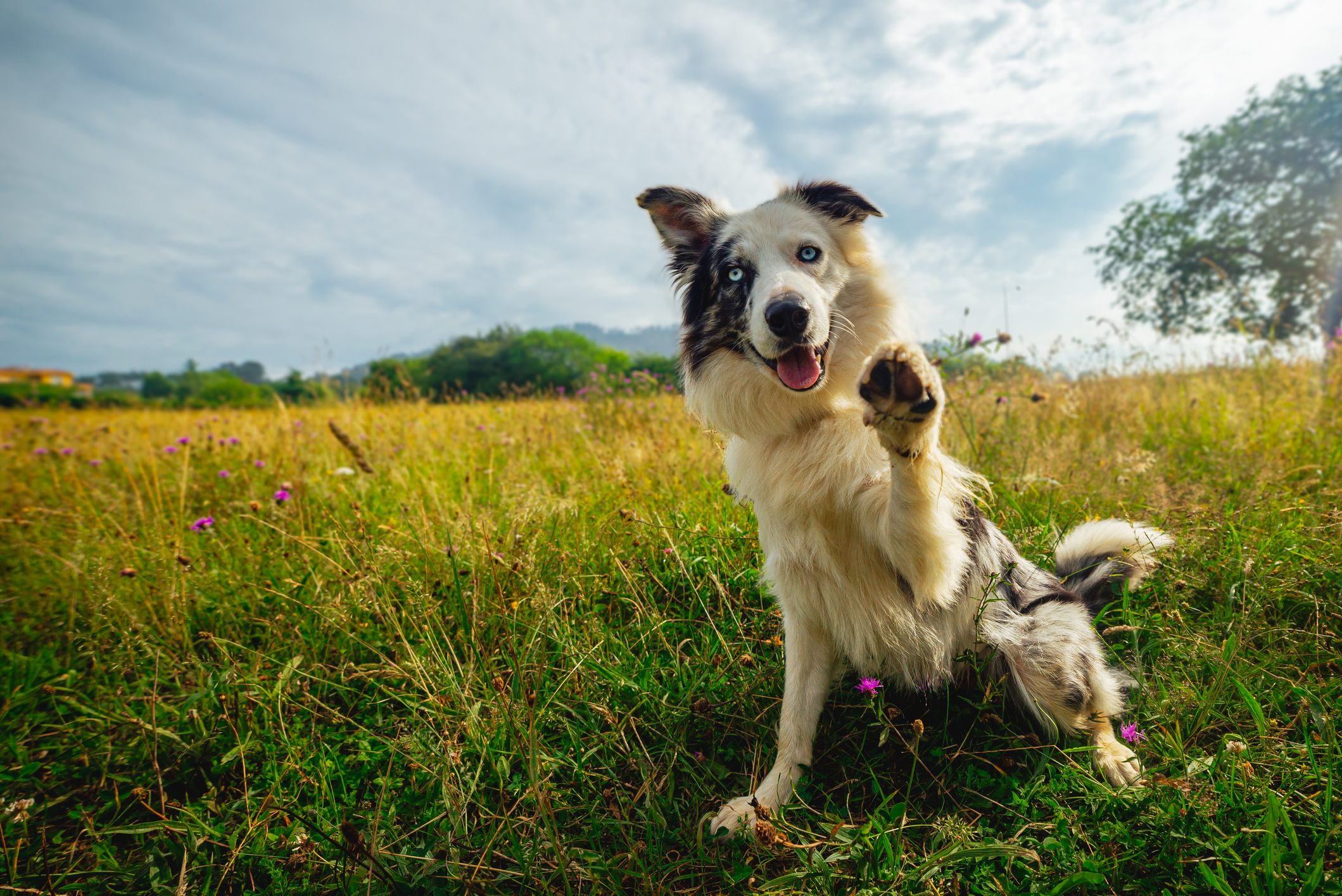 Border collie best sale psychiatric service dog