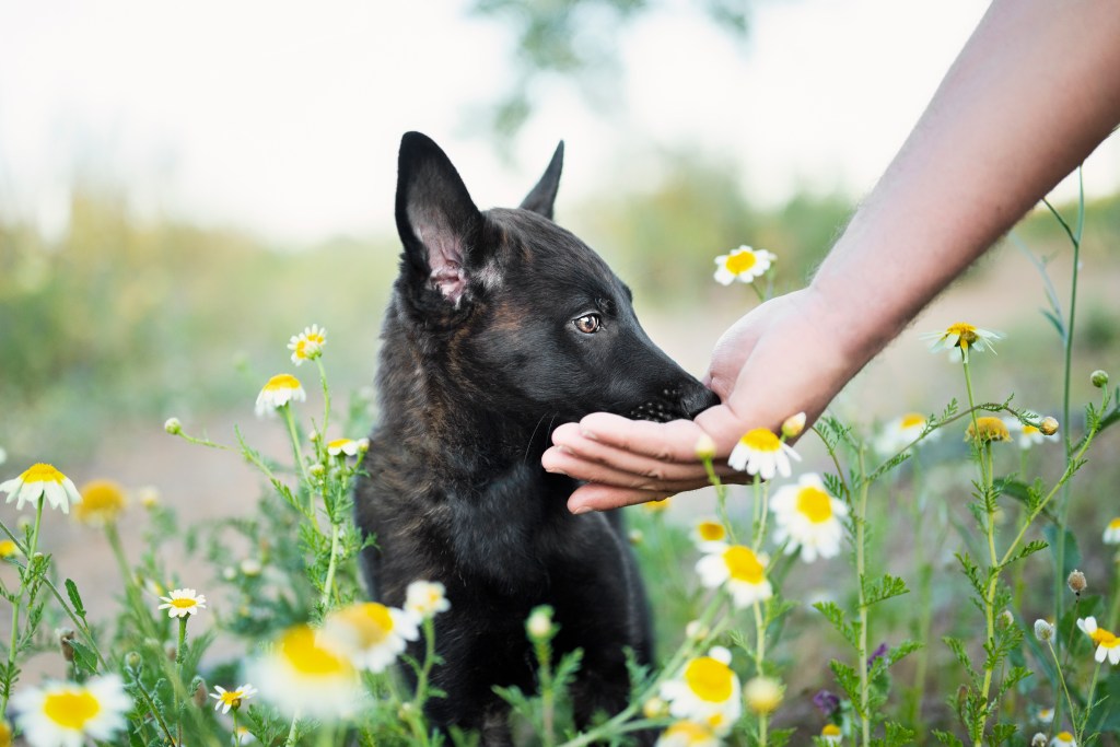 A Dutch Shepherd puppy eating from a human's hand in a field.