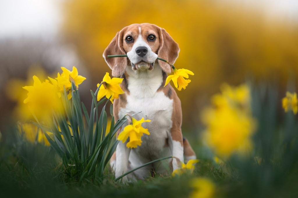 Adorable Beagle holding a daffodil flower in their mouth.