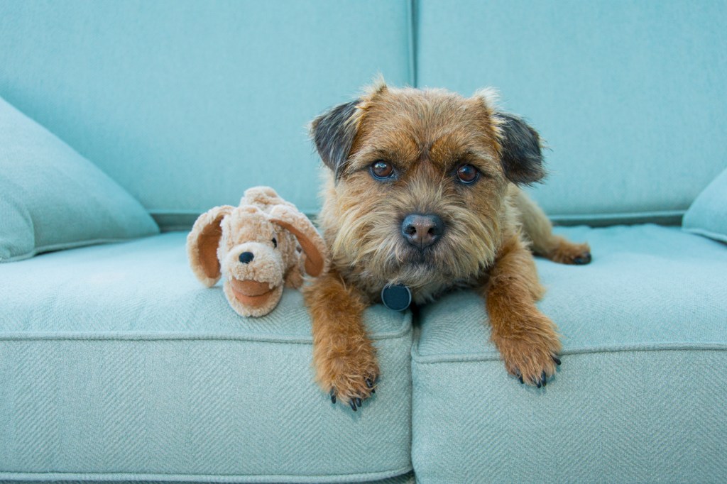 Border Terrier dog, a breed prone to motion sickness, on a blue couch with a toy Norfolk U.K.