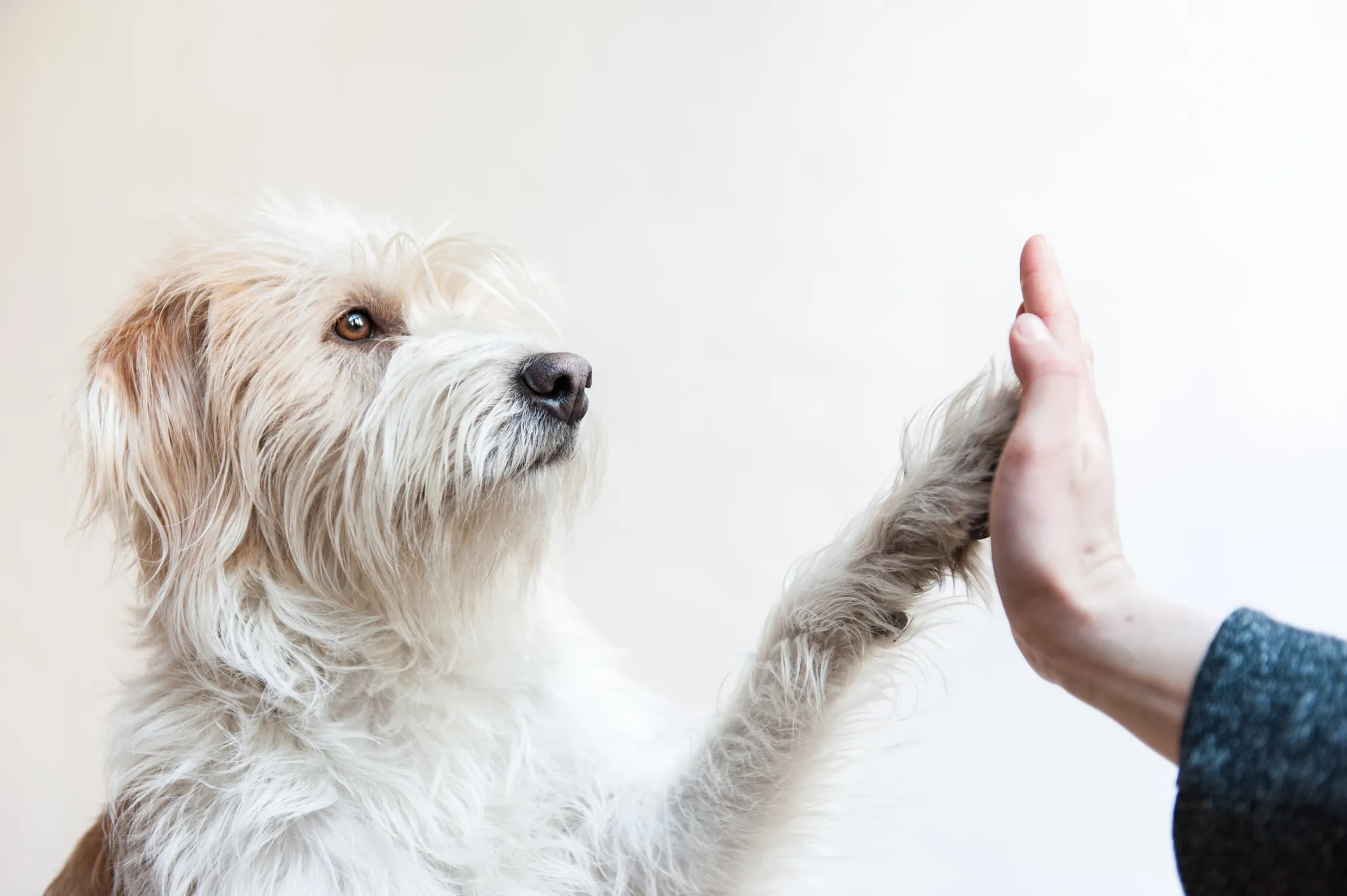 Parvo in dogs can humans store get it