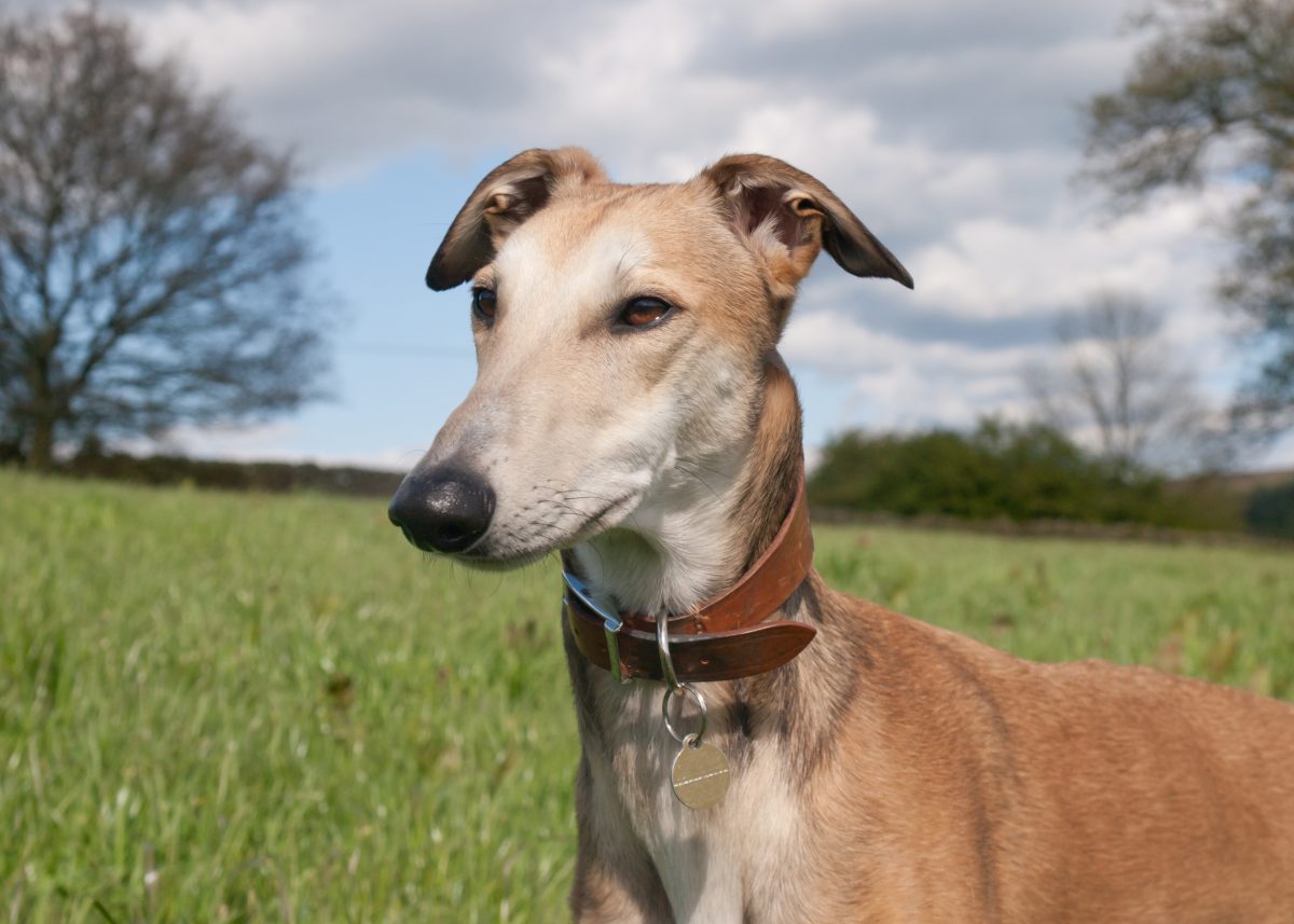 Short haired lurcher store dog