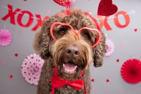 Portrait of an Aussiedoodle wearing novelty heart shaped glasses and a bow tie sitting in front of a decorated party wall, as we question what flowers are dog-safe for Valentine's Day.