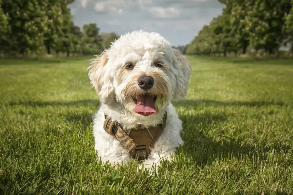 Cream white Bichonpoo dog, also known as the Poochon, a Bichon Frise Poodle cross - laying down close up in a field in the summer with clouds