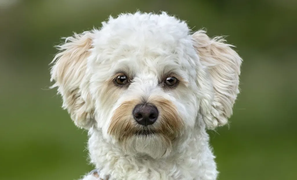 Cream white Bichonpoo or Poochon dog - Bichon Frise Poodle cross - sitting in a field looking directly to the camera