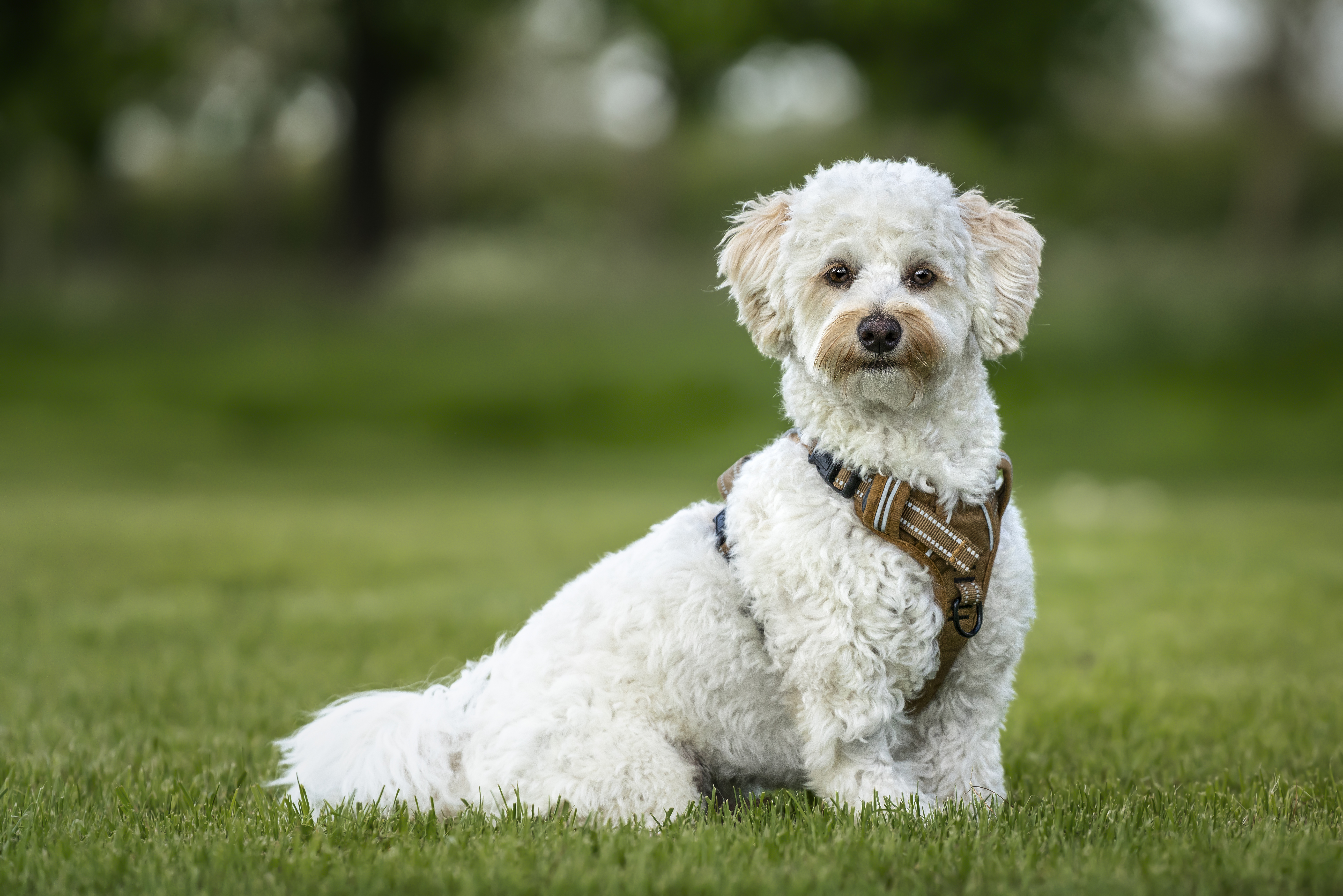 Poochon Dog Breed Information Characteristics