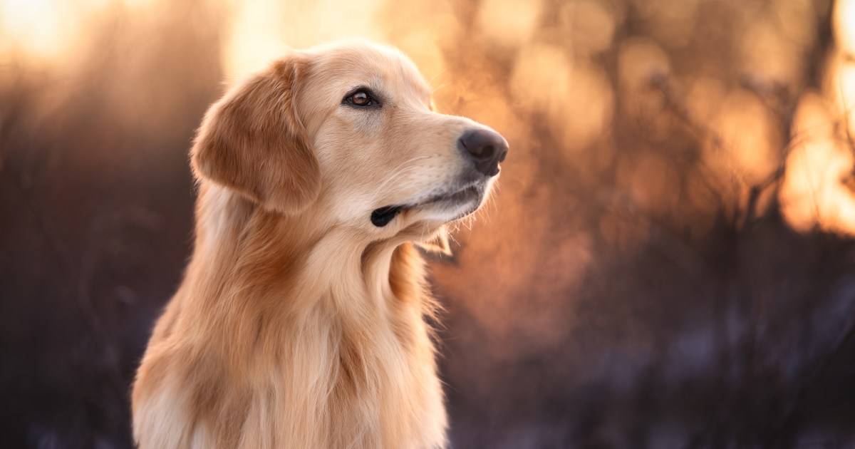 Information and Characteristics of the Hovawart Dog Breed