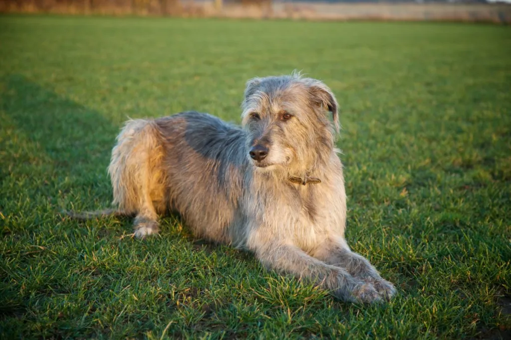 Scruffy grey lurcher laying in the grass looking into the distance