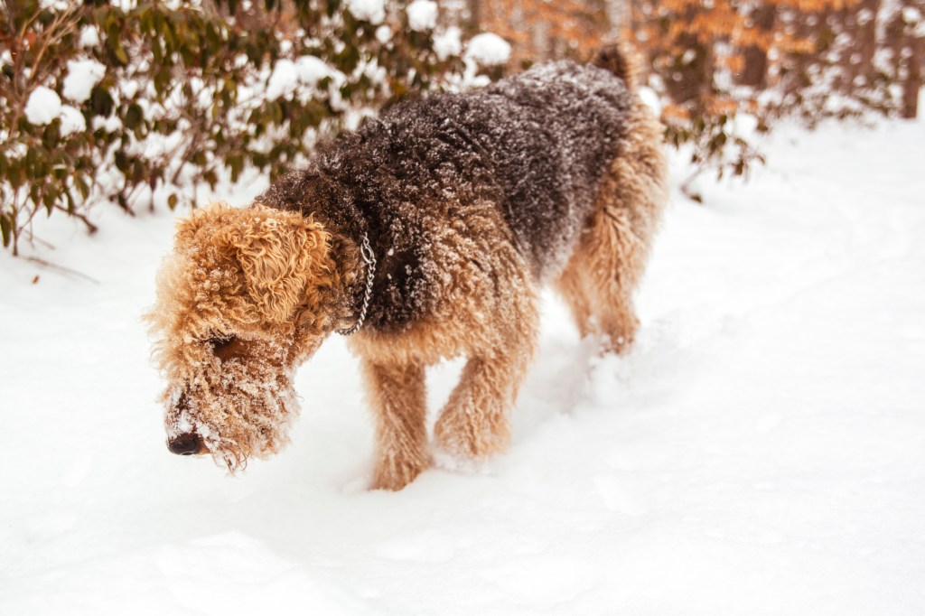 A young Airedale Terrier playing in the snow.