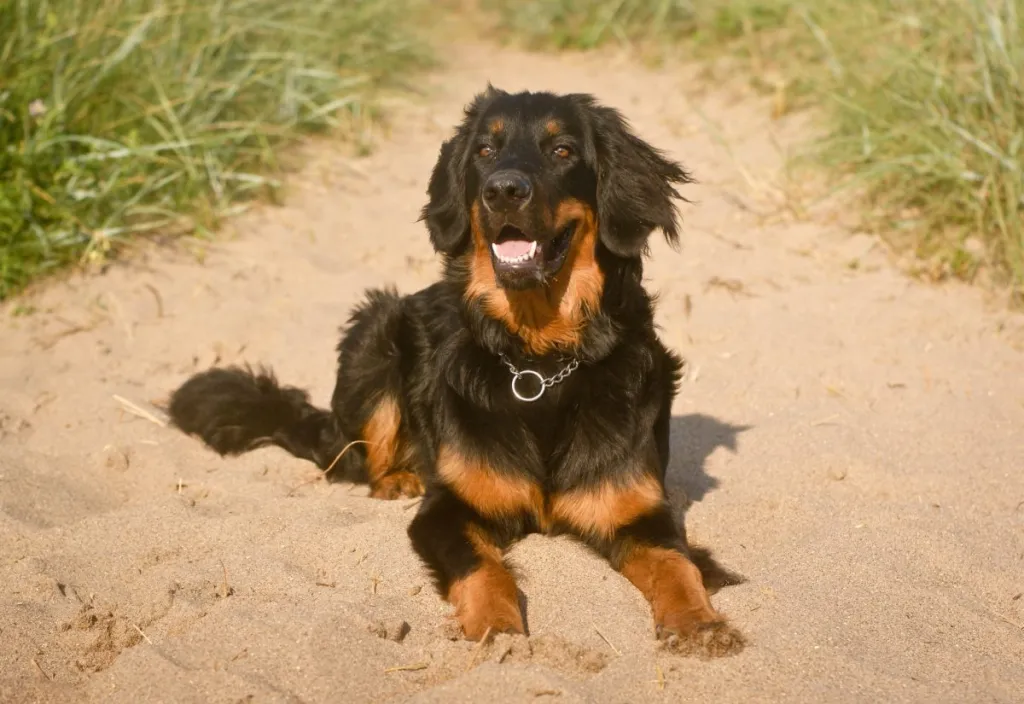 Black and gold Hovawart at beach.