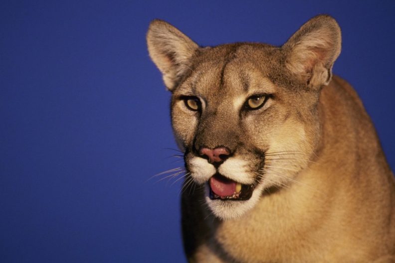 A mountain lion like the one who attacked the family dog in California.