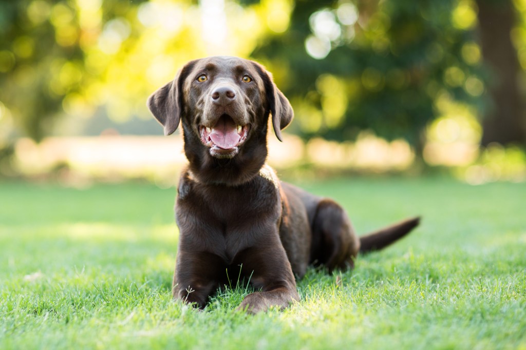 A Chocolate Labrador dog lays on grass and smiles at the camera at a park outdoors.