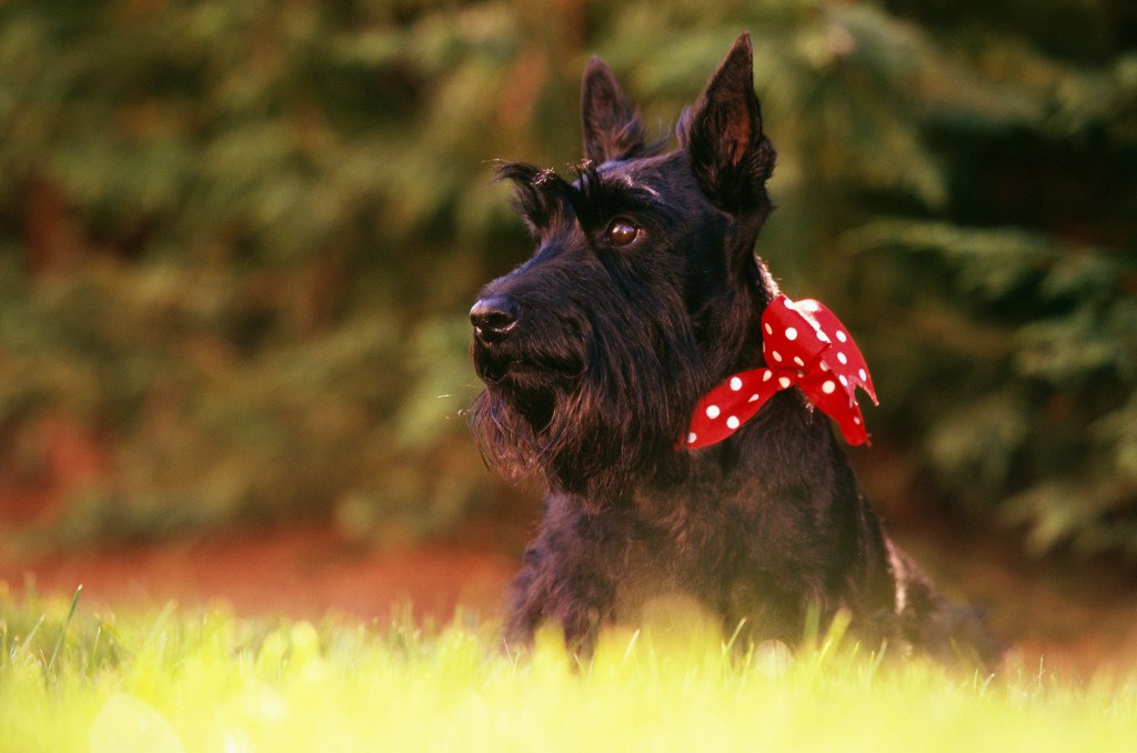 Terrier écossais portant un ruban rouge à pois