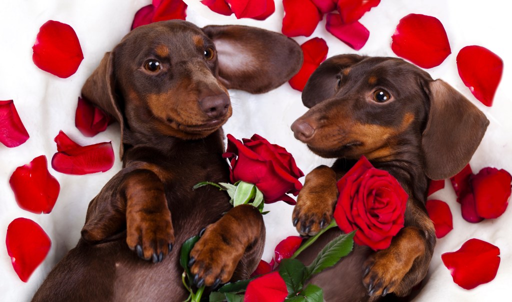 Brown chocolate color dog Dachshunds and red roses, a safe Valentine's Day flower for dogs.