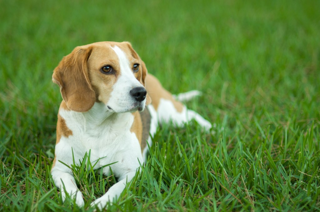 Young Beagle dog, quiet lying on the grass in the garden.